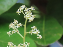 Buchanania arborescens