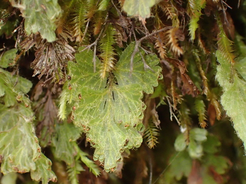 Hymenophyllum rufescens observed 2026-02-21