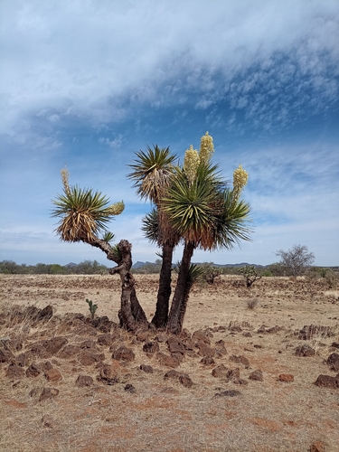 palm yucca (Yucca decipiens)