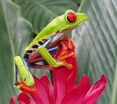 Red-Eyed Treefrog photo 1