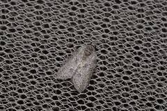 Nycteola polycyma