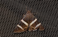 Grammodes oculicola