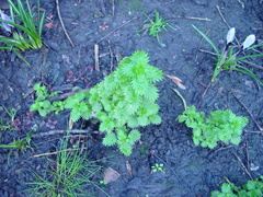 Urtica urens