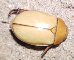 Anoplognathus macleayi