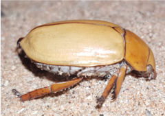 Anoplognathus macleayi