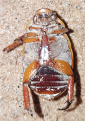 Anoplognathus macleayi