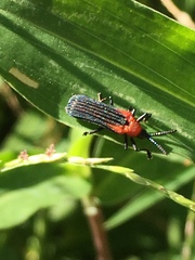 Chalepus cincticollis