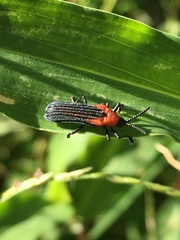 Chalepus cincticollis