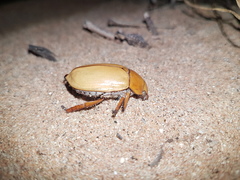 Anoplognathus macleayi