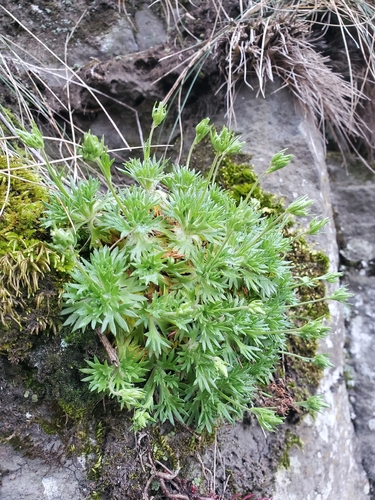 Saxifraga pedemontana, photograph 4