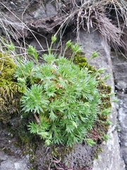 Saxifraga pedemontana, photograph (c) marius, some rights reserved (CC BY)