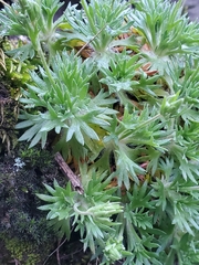Saxifraga pedemontana, photograph (c) marius, some rights reserved (CC BY)