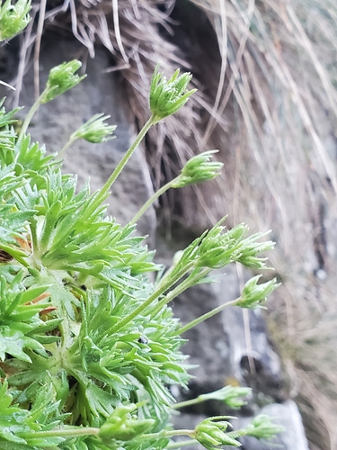 Saxifraga pedemontana, photograph 6