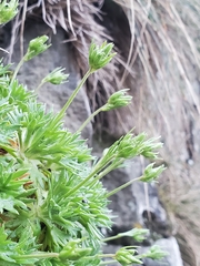 Saxifraga pedemontana, photograph (c) marius, some rights reserved (CC BY)