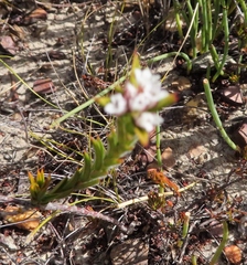 Euchaetis schlechteri