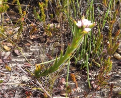Euchaetis schlechteri