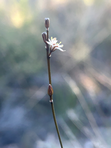Drimia dregei