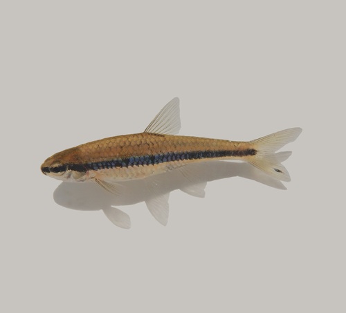 Bridle shiner (Notropis bifrenatus) — Cyprinidae — 3