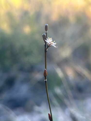 Finecapsule Squill (Drimia dregei)