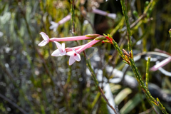 Erica jasminiflora