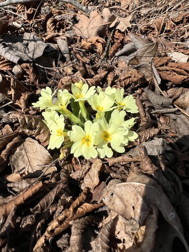 Primula vulgaris — photo 2
