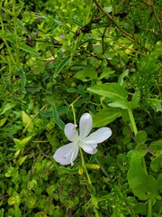 Barleria pretoriensis