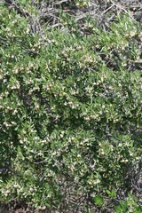 Diospyros dichrophylla