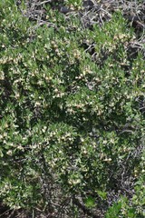 Diospyros dichrophylla