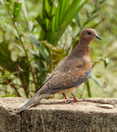 Laughing Dove