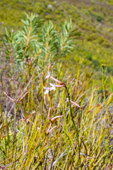 Erica jasminiflora
