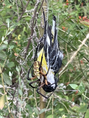 Yellow Garden Spider, Jubilee Trail, Austin, TX, US, photo 8 of 10