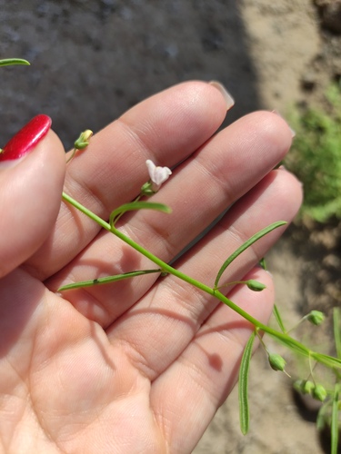 Schweinfurthia pedicellata
