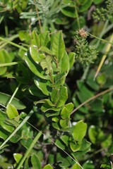Diospyros scabrida