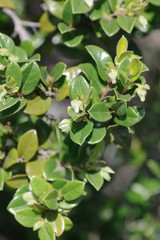 Diospyros scabrida
