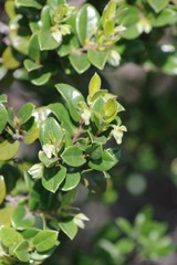 Diospyros scabrida
