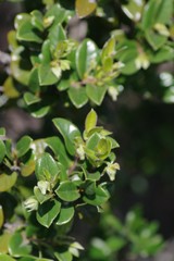 Diospyros scabrida