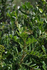 Hippobromus pauciflorus