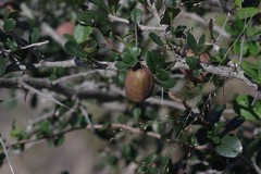 Putterlickia verrucosa