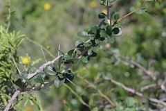 Putterlickia verrucosa