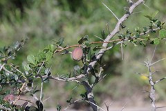 Putterlickia verrucosa