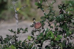 Putterlickia verrucosa