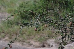 Putterlickia verrucosa