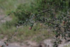 Putterlickia verrucosa