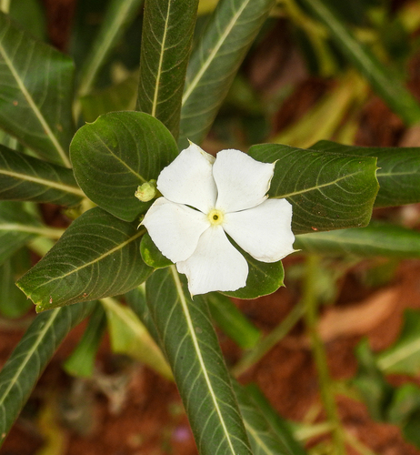 Madagascar Periwinkle