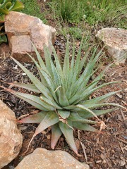 Aloe pretoriensis