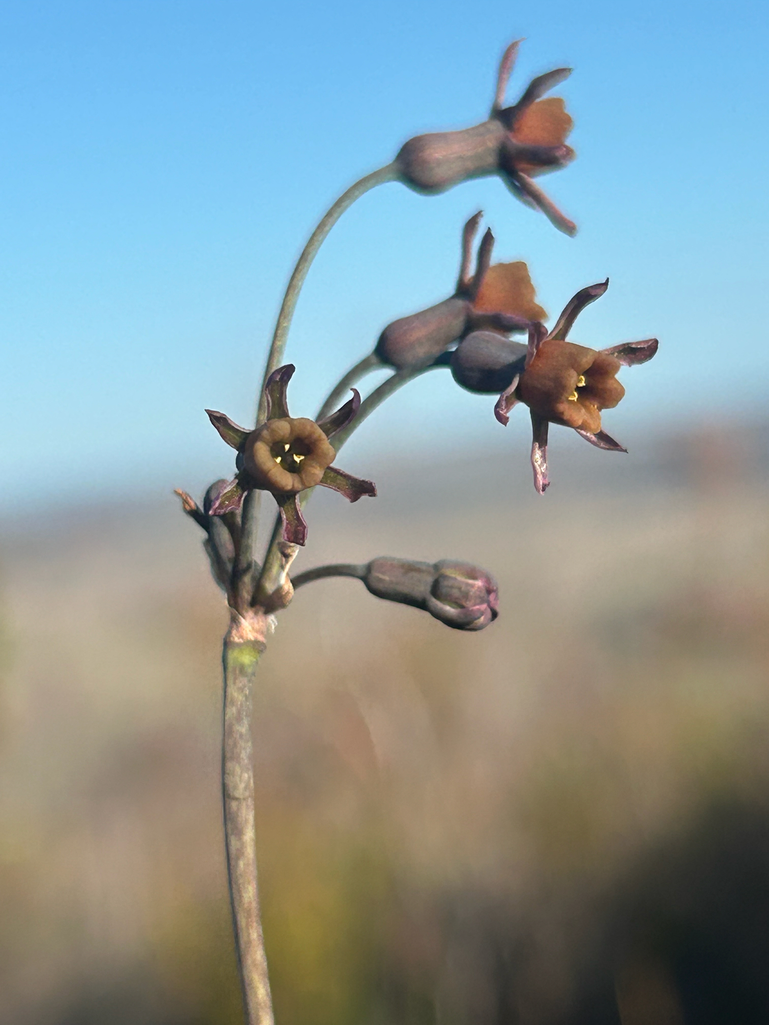 Trumpet Garlic (Tulbaghia alliacea)