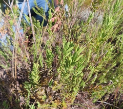 Freylinia longiflora