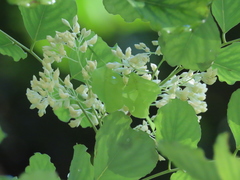 Dalbergia latifolia