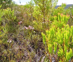 Erica jasminiflora