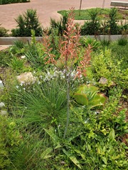 Aloe transvaalensis